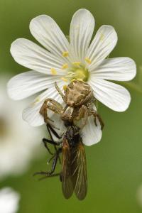<i>Xysticus</i>