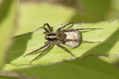 <i>Pardosa</i>