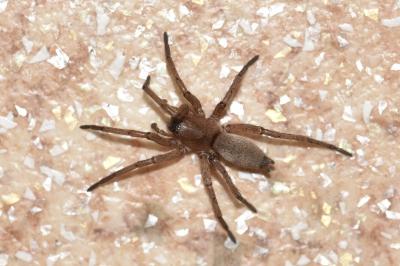 <i>Drassodes</i>