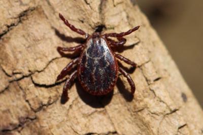 <i>Dermacentor reticulatus</i>