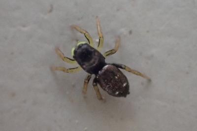 <i>Heliophanus</i>