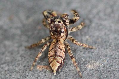 <i>Marpissa muscosa</i>