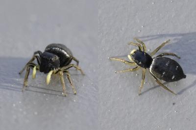 <i>Heliophanus</i>