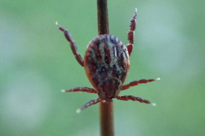 <i>Dermacentor</i>