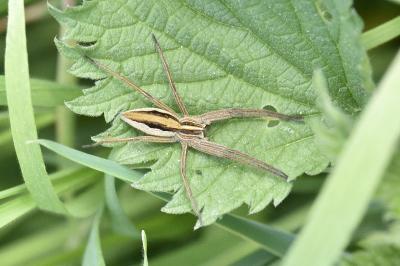 <i>Pisaura mirabilis</i>