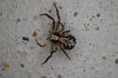<i>Xysticus</i>