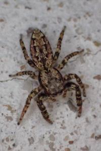 <i>Marpissa muscosa</i>
