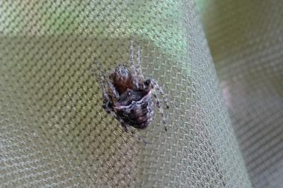 <i>Gibbaranea bituberculata</i>