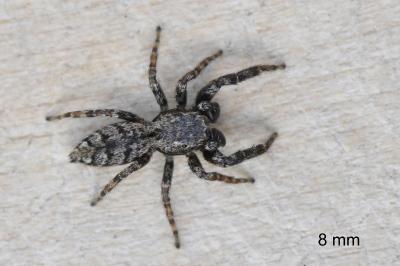 <i>Marpissa muscosa</i>