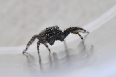 <i>Marpissa muscosa</i>