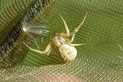 <i>Xysticus</i>