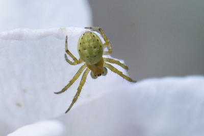 <i>Araniella</i>