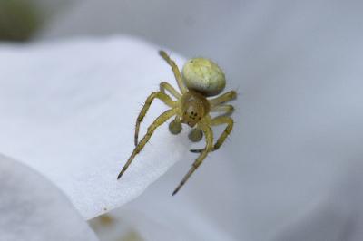 <i>Araniella</i>