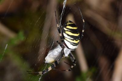 Argiope bruennichi