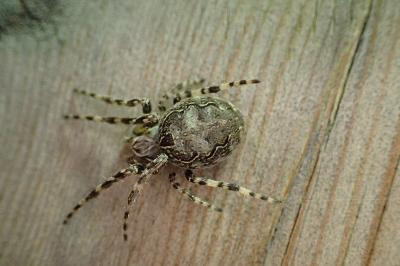 Larinioides sclopetarius