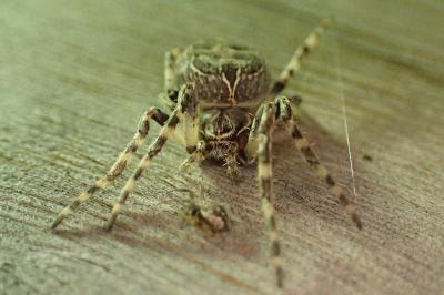 Larinioides sclopetarius