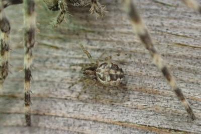 Larinioides sclopetarius