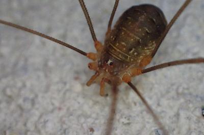 Opilio canestrinii