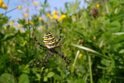 Argiope bruennichi