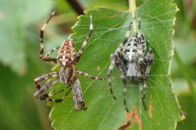 Araneus diadematus