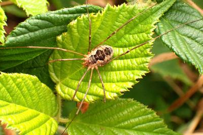 Phalangium opilio