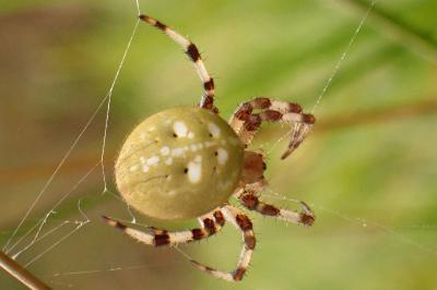 Araneus quadratus