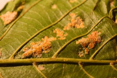 <i>Acalitus brevitarsus</i>