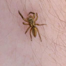 <i>Marpissa radiata</i>
