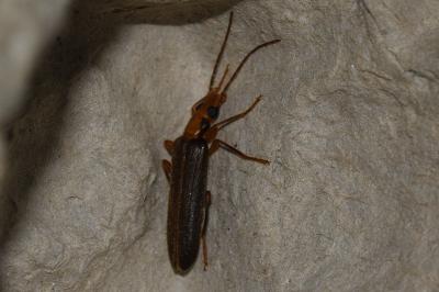 Nacerdes carniolica