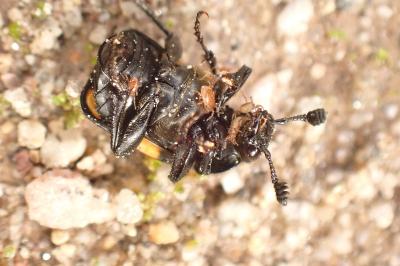 Nicrophorus vespilloides