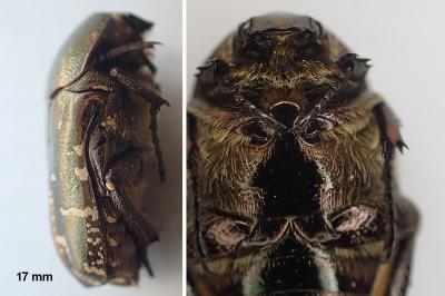 Potosia cuprea