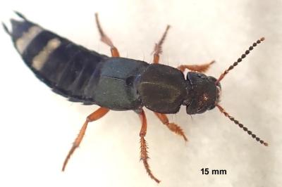 Platydracus fulvipes