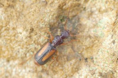 Polistichus connexus