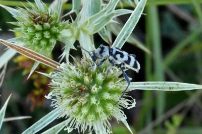 Chlorophorus varius
