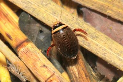 Graphoderus cinereus