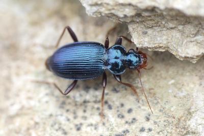 Leistus spinibarbis