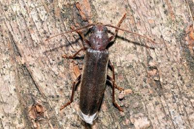 Arhopalus rusticus