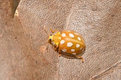 Halyzia sedecimguttata