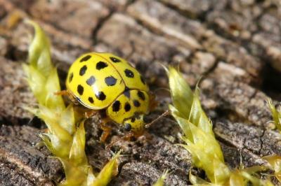 Psyllobora vigintiduopunctata