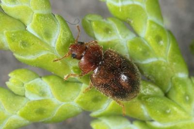 Rhyzobius chrysomeloides