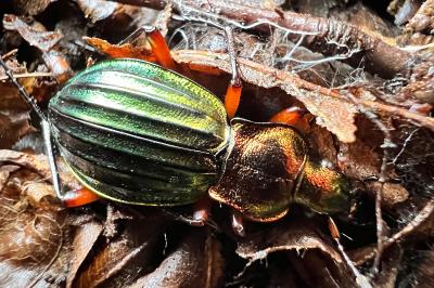 Carabus auronitens