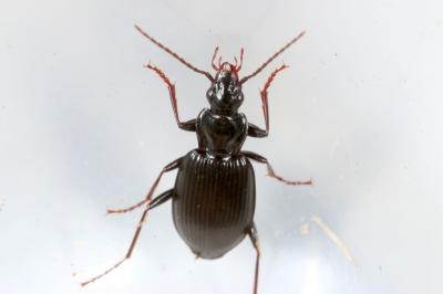 Platynus assimilis