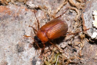 Serica brunnea