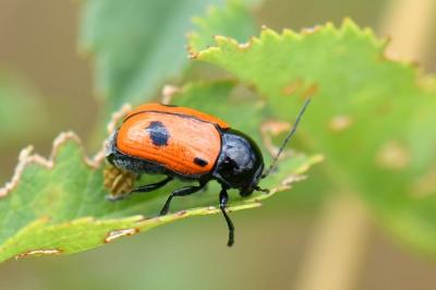Cryptocephalus bipunctatus