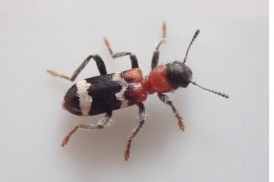 Thanasimus formicarius