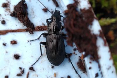 Pterostichus niger