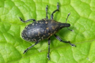Larinus turbinatus