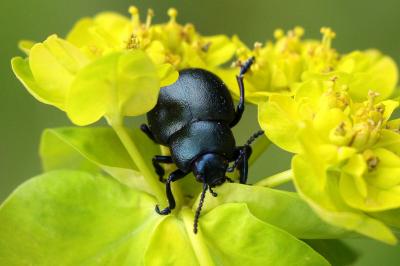 Timarcha goettingensis