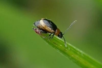 Longitarsus dorsalis