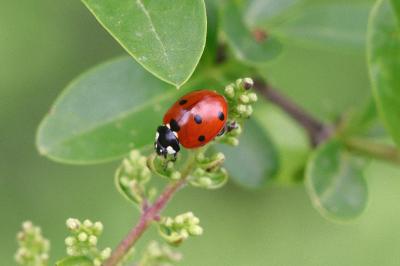 Coccinella septempunctata